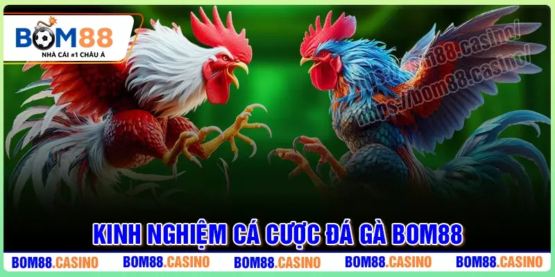 Kinh nghiệm cá cược Đá Gà BOM88 thắng khủng