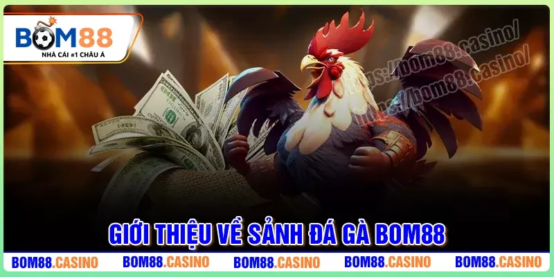 Tổng quan về sảnh Đá Gà BOM88 hiện nay